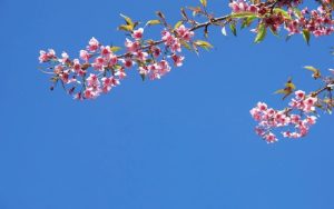 Mùa xuân trong thơ tứ tuyệt mang đến vẻ đẹp tươi mới, tràn đầy sức sống và hy vọng.