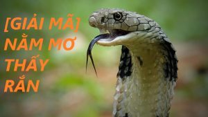 Mơ thấy các loại rắn khác nhau thường mang đến những điềm báo và ý nghĩa riêng biệt.