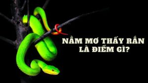 Mơ thấy rắn có thể là điềm báo về sự thay đổi hoặc cảnh báo nguy hiểm.